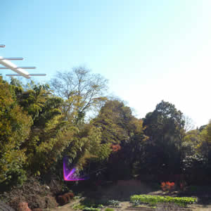 農家で広い庭。